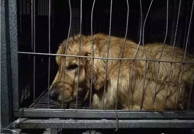 忠犬八公的故事感悟